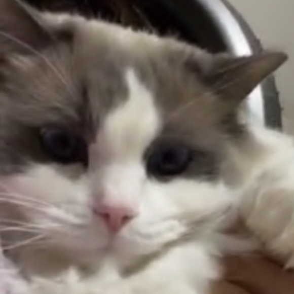 Meet your Posher, Peter - Picture 1 of 1